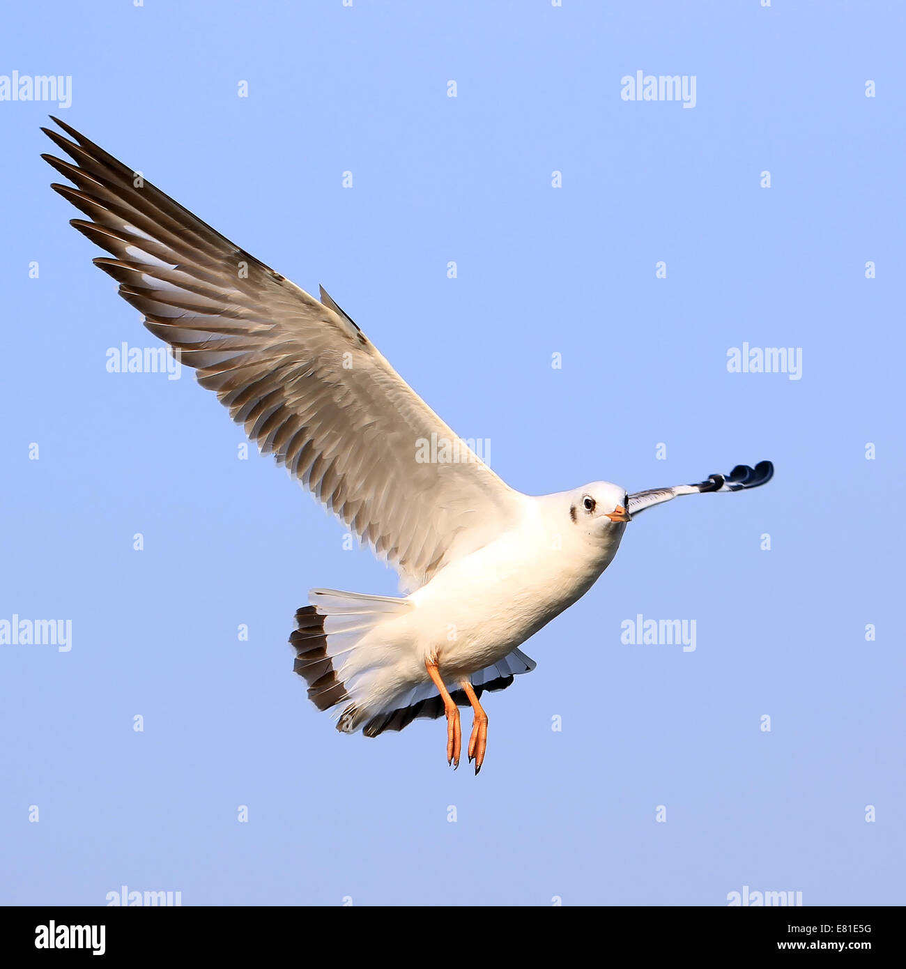 Flying seagull sullo splendido sfondo del cielo Foto Stock