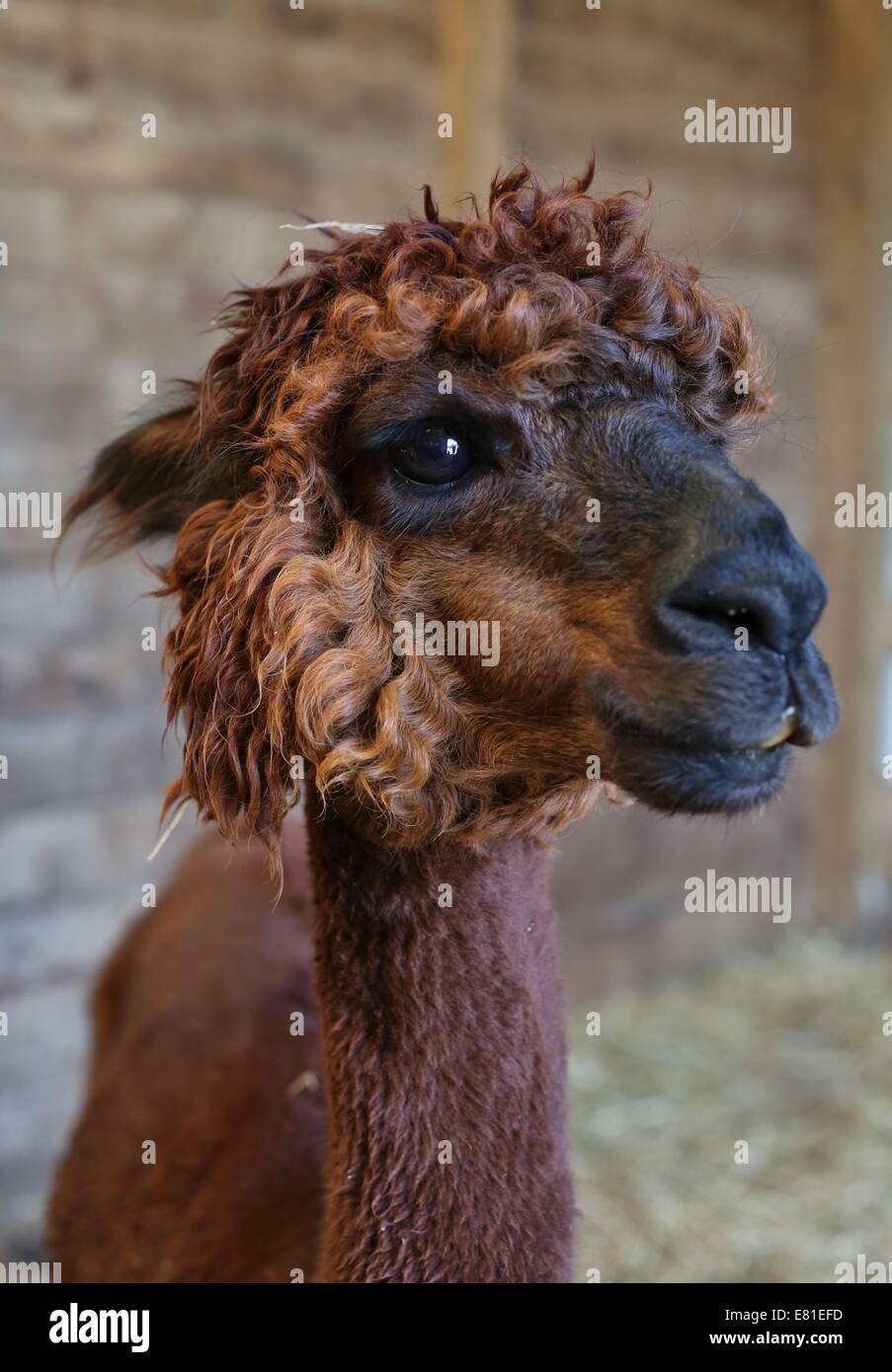 Un primo piano di un bellissimo marrone alpaca. Foto Stock