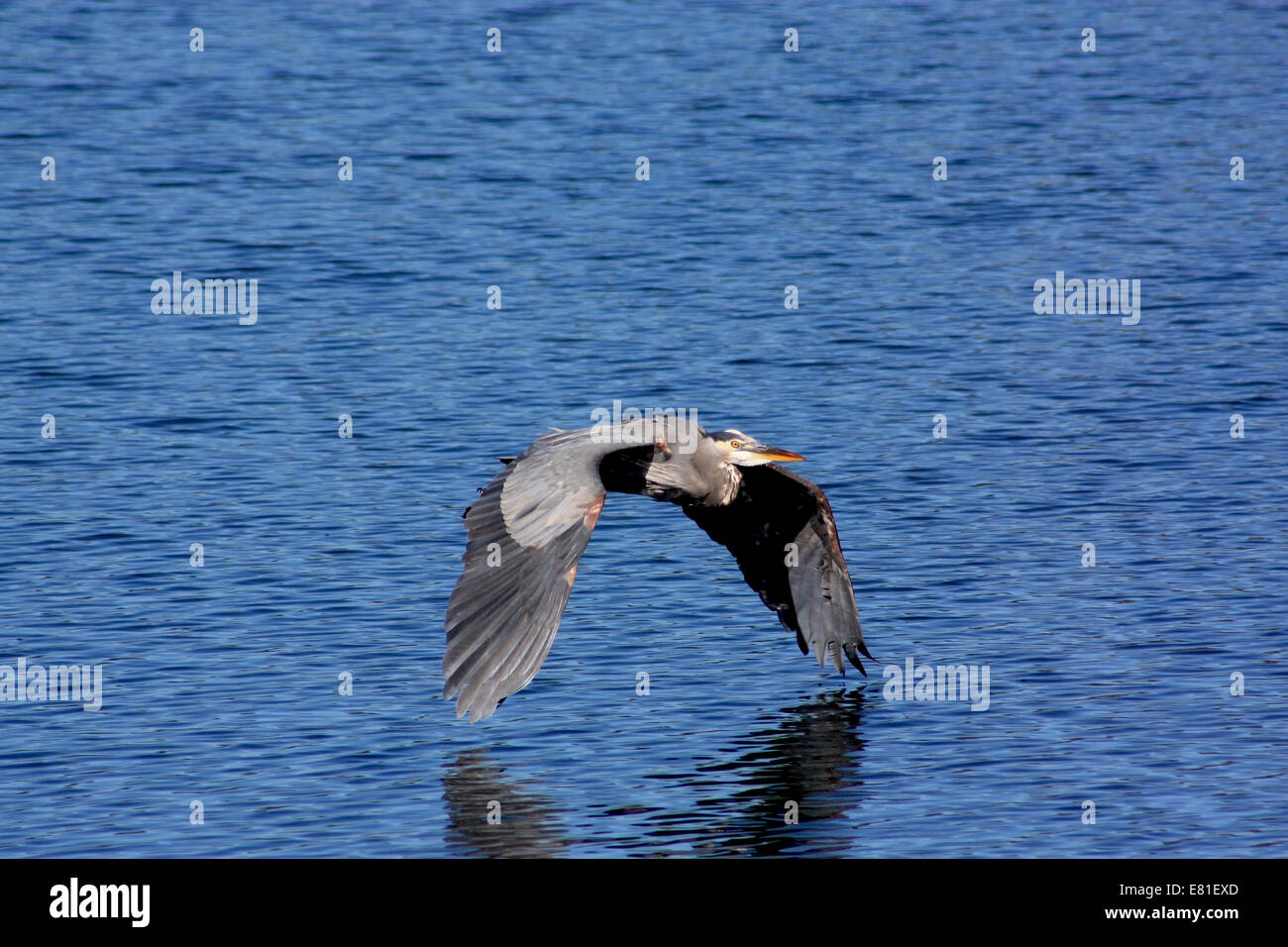 Airone blu volando sopra la chiara acqua blu Foto Stock