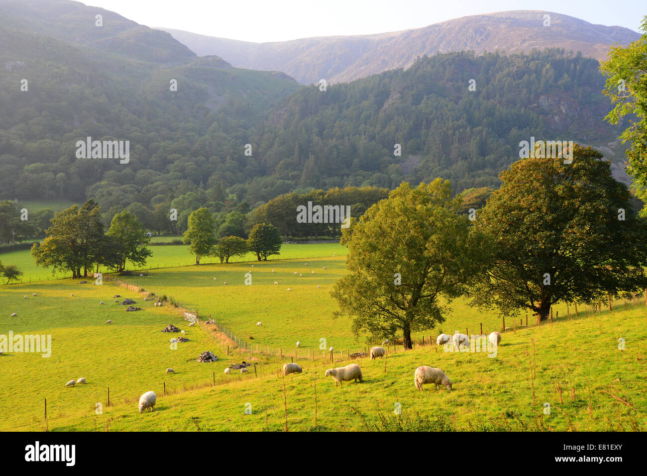 Pecore in campo, Parco Nazionale di Snowdonia, Gwynedd, Wales, Regno Unito Foto Stock