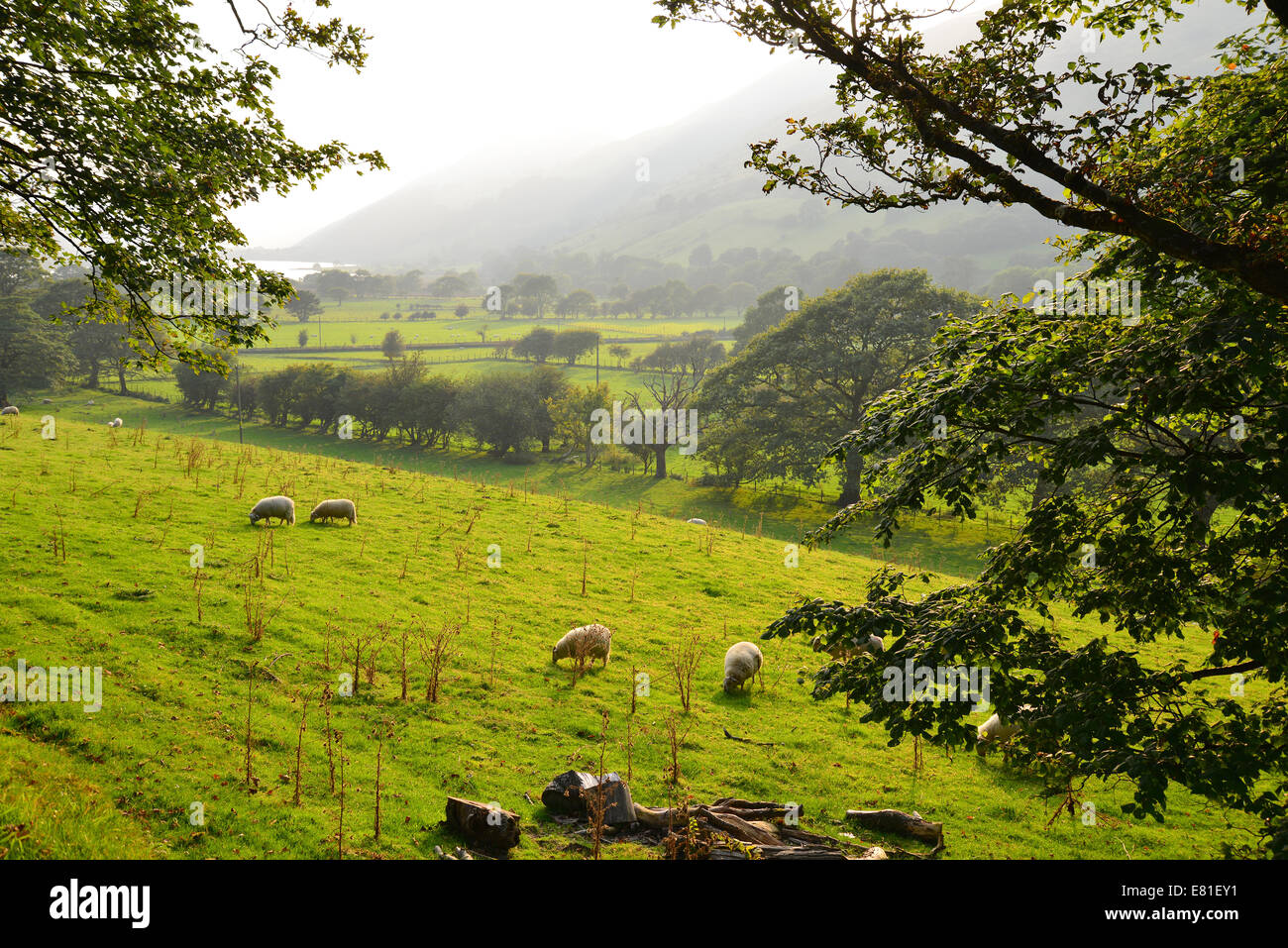 Pecore in campo, Parco Nazionale di Snowdonia, Gwynedd, Wales, Regno Unito Foto Stock