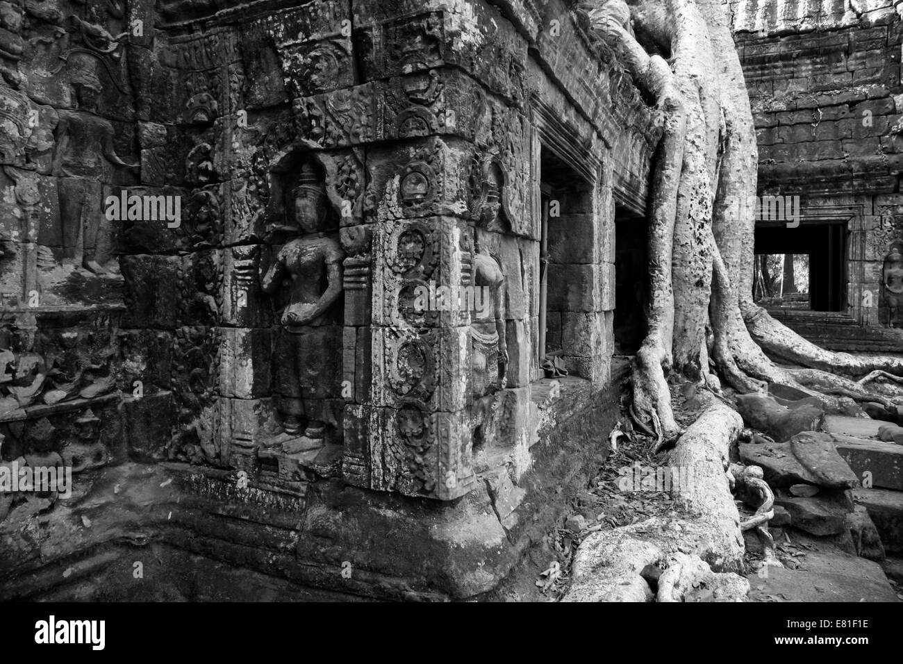 Rovine di Ta Prohm tempio di Angkor Wat, Cambogia Foto Stock