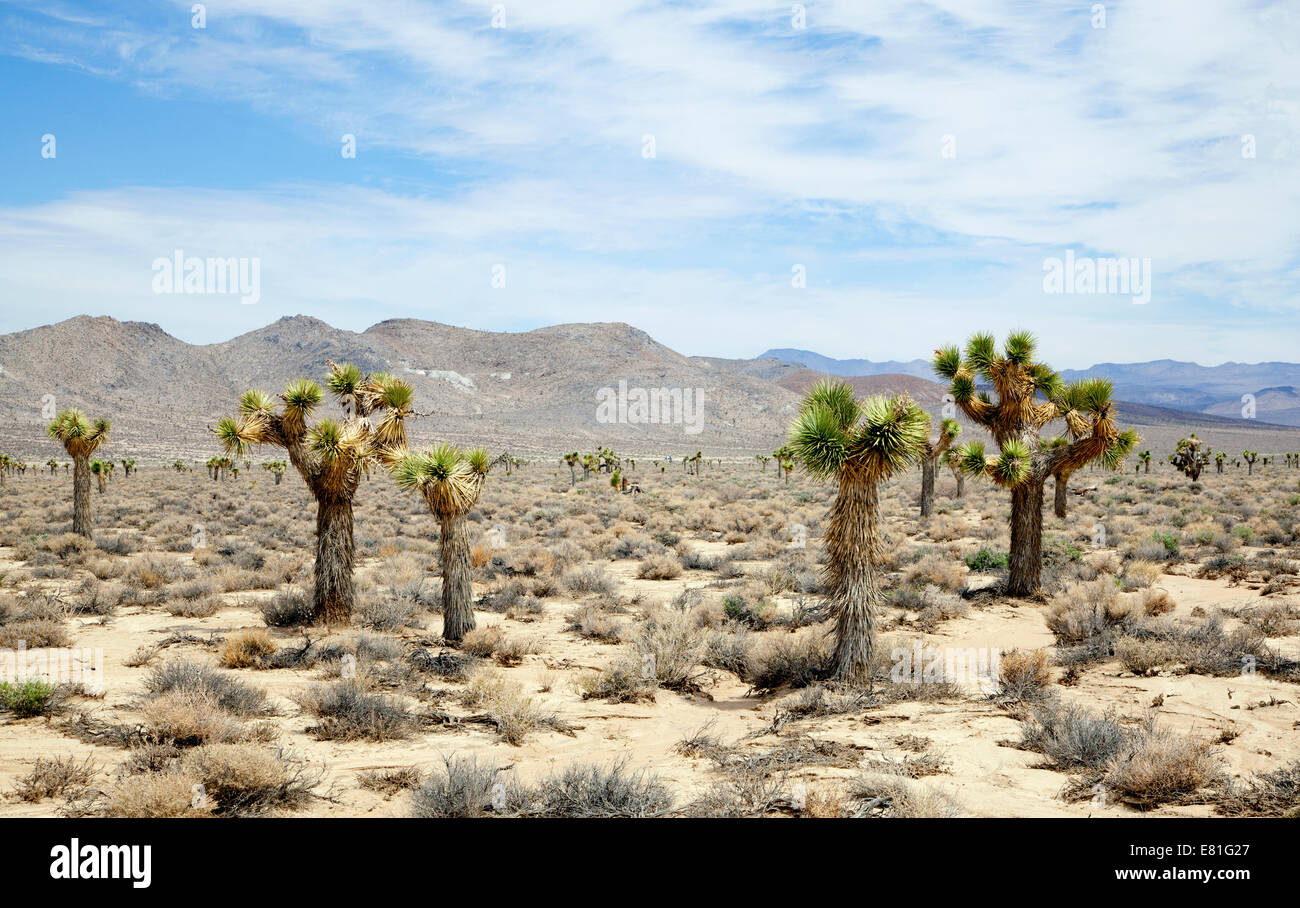 Alberi di Joshua nel Panamint Valley, CA, 2014 Foto Stock