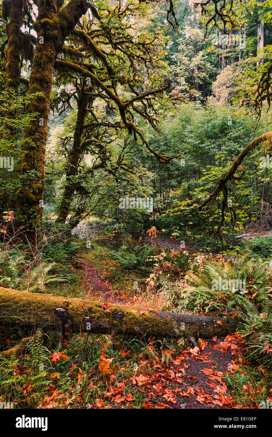 Caduto foglie grandi foglie di acero in autunno su un sentiero in una regione del nord della California foresta. Foto Stock