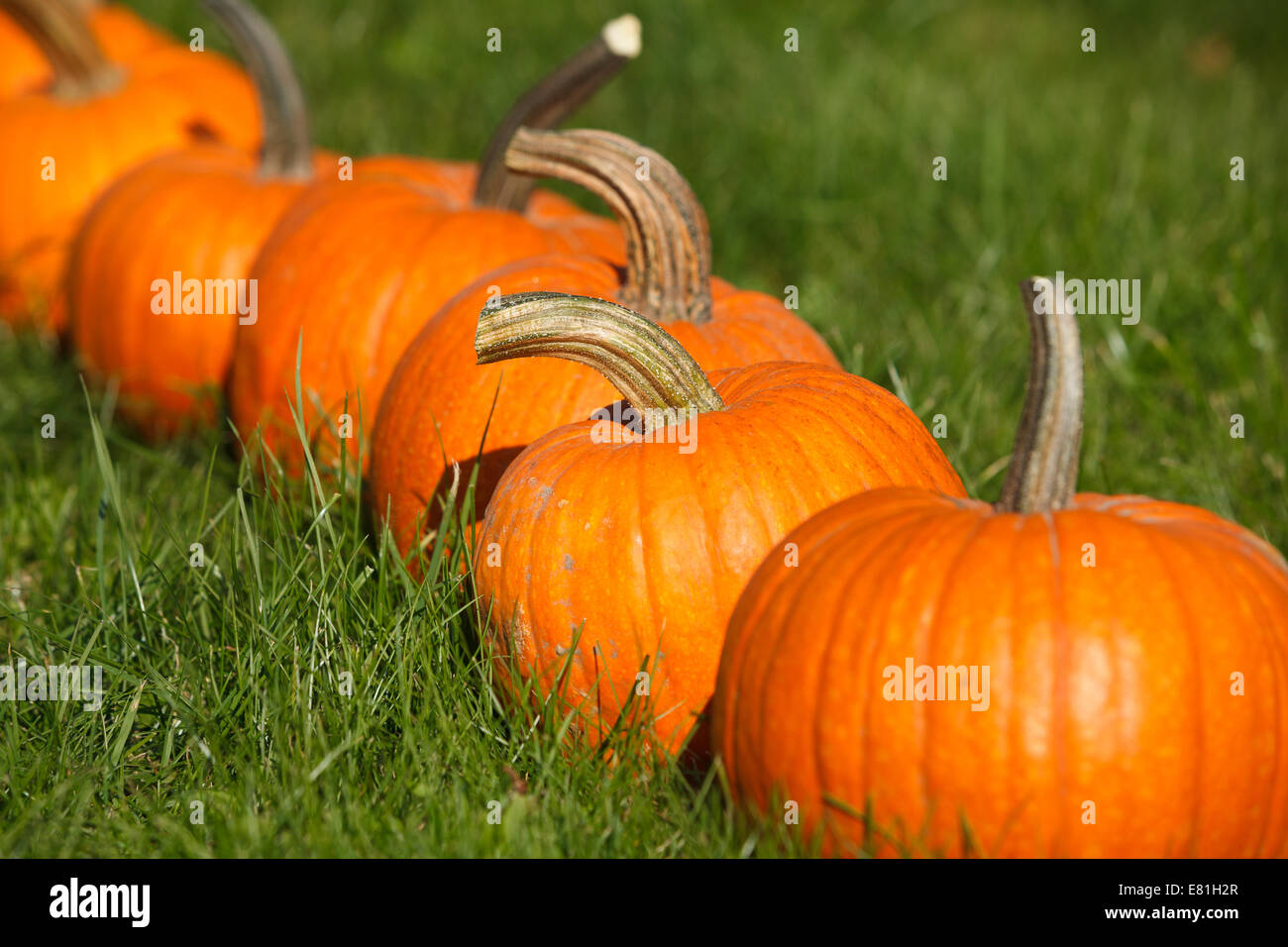 Autunno in scena con sé zucche coltivate nel giardino Foto Stock