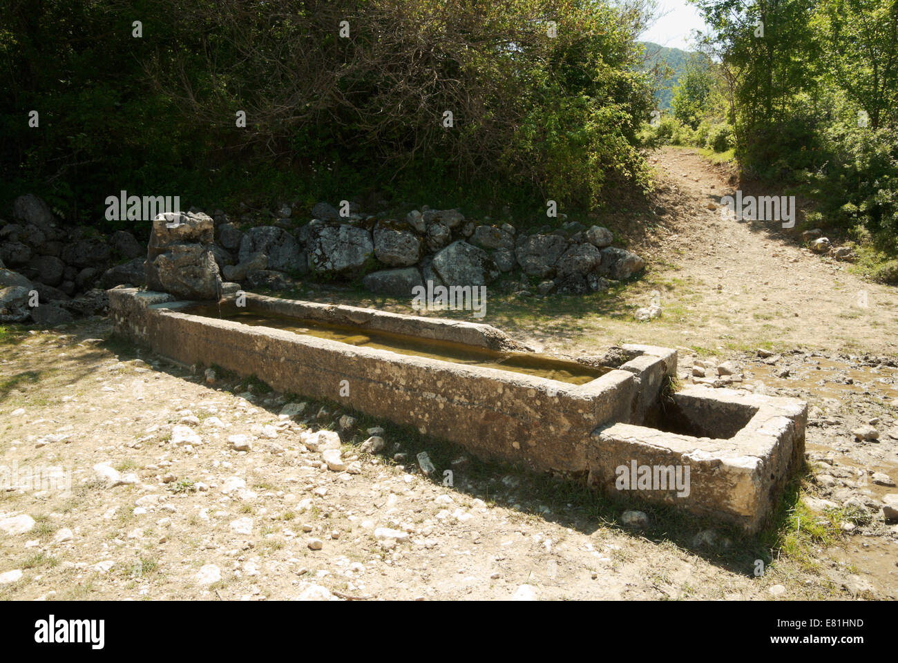 Bovini abbeveratoio, parco nazionale d'Abruzzo, Italia Foto Stock