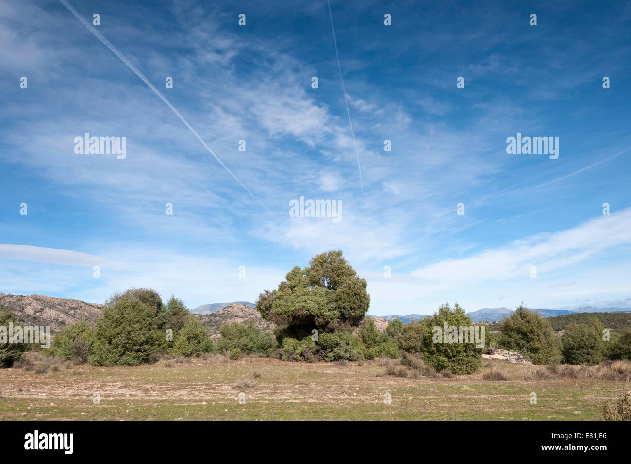 Lecci e Ginepri dehesa nella Sierra de Guadarrama, Madrid, Spagna Foto Stock