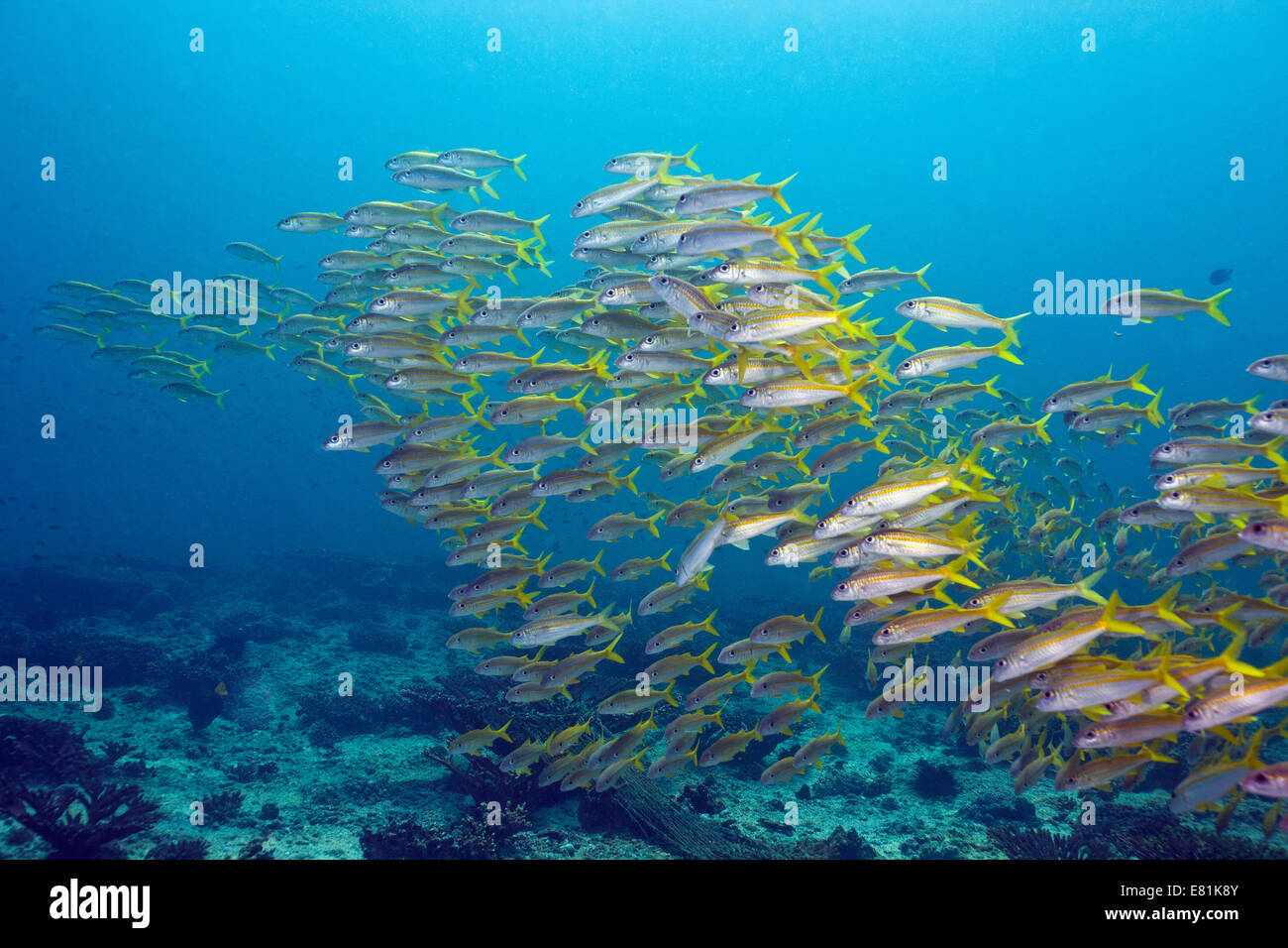 Limanda Snapper (Ocyurus chrysurus), il Golfo di Oman, Oman Foto Stock