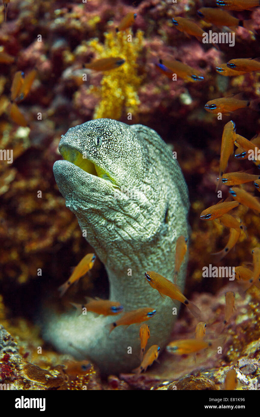 Yellowmouth Moray (Gymnothorax nudivomer), il Golfo di Oman, Oman Foto Stock