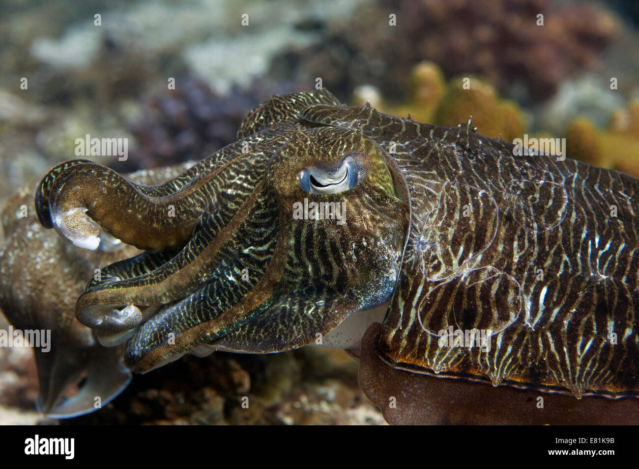 Il faraone Seppie (Sepia pharaonis), il Golfo di Oman, Oman Foto Stock