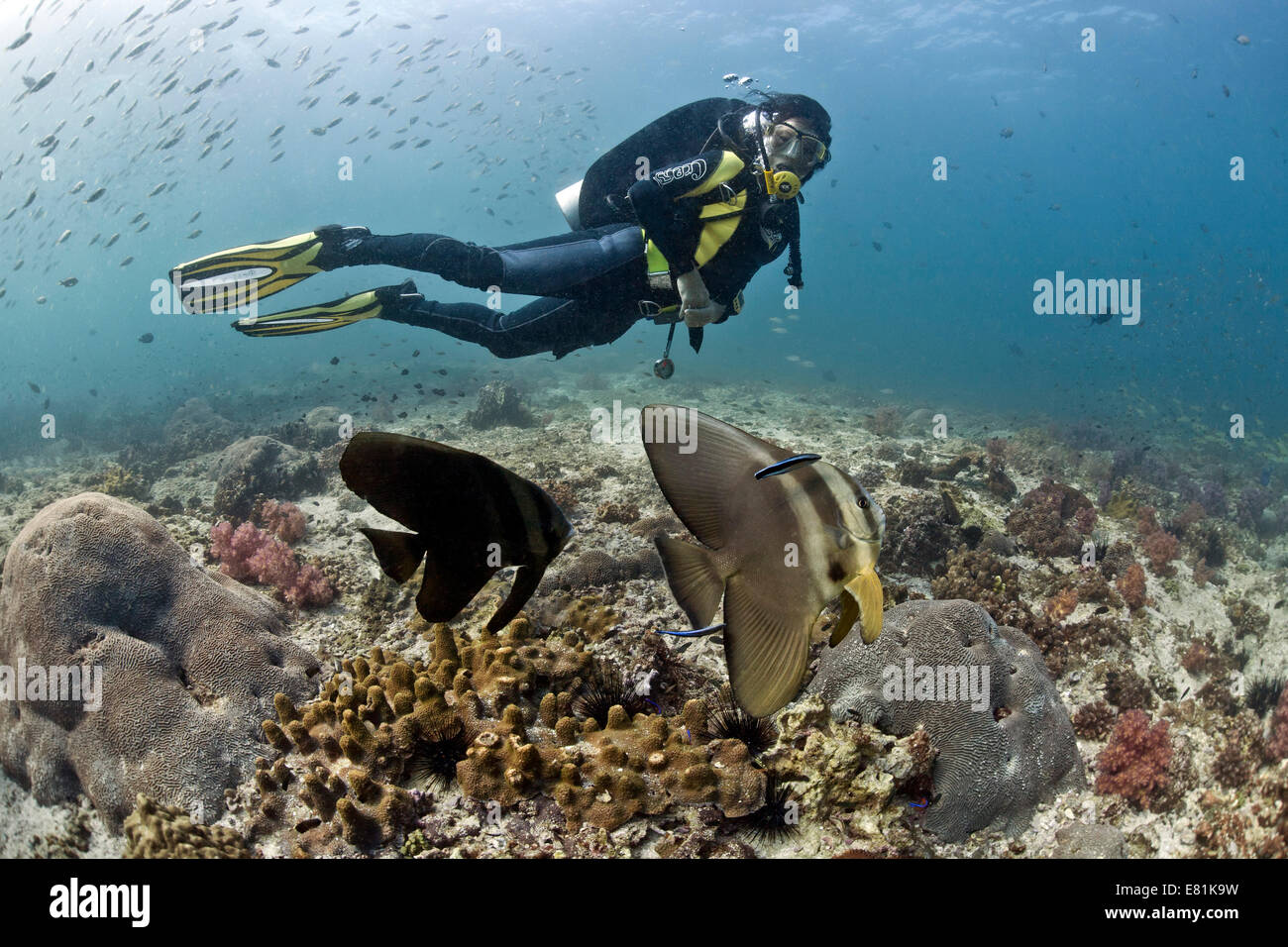 Subacqueo con Teira Batfish o Longfin (Batfish Platax teira), il Golfo di Oman, Oman Foto Stock