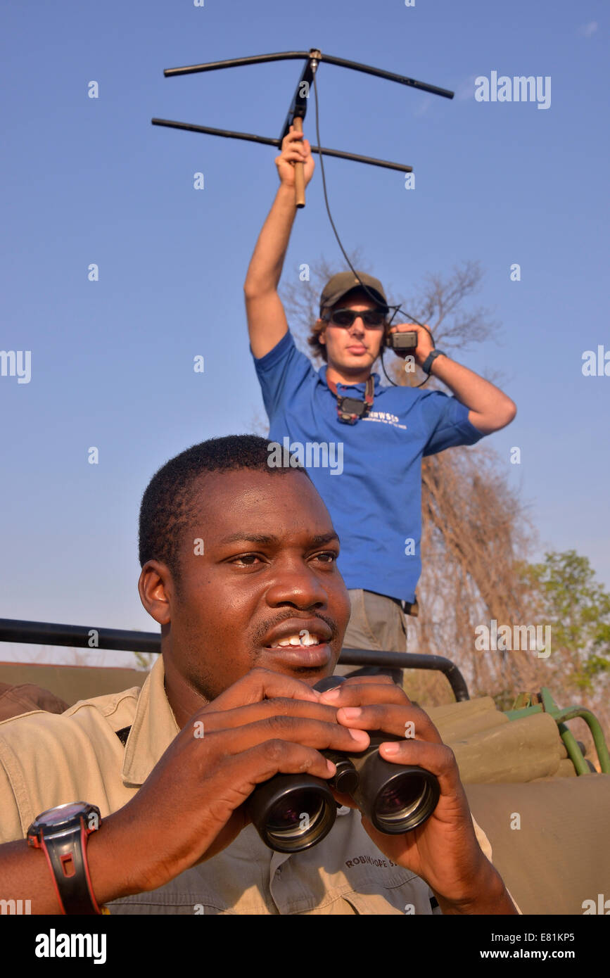 Utilizzando i dispositivi di telemetria per via Gatti grandi, settore Nsefu, South Luangwa National Park, Zambia Foto Stock