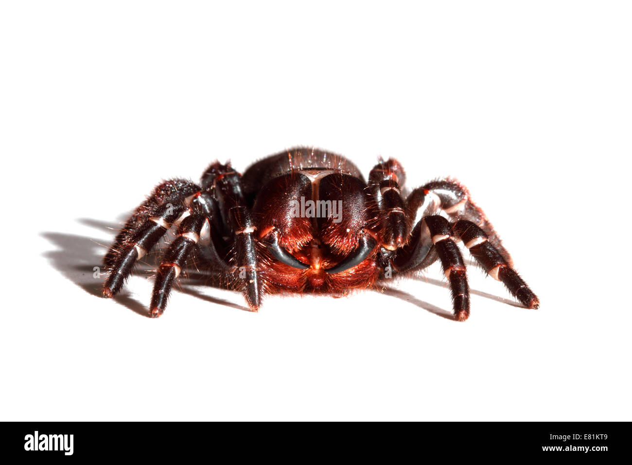 Imbuto di Sydney-web spider (Atrax robustus) Foto Stock