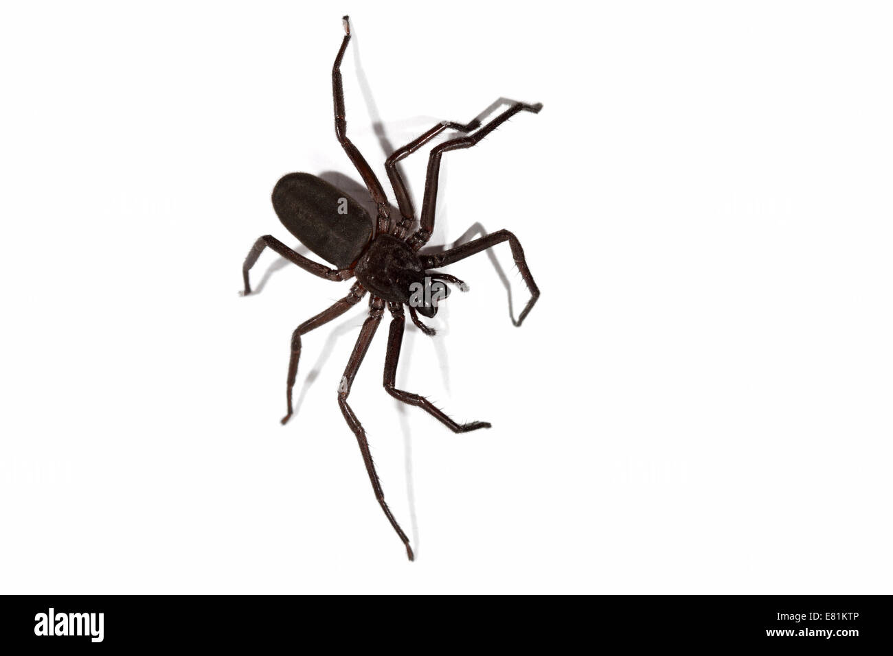 Australian spider immagini e fotografie stock ad alta risoluzione - Alamy