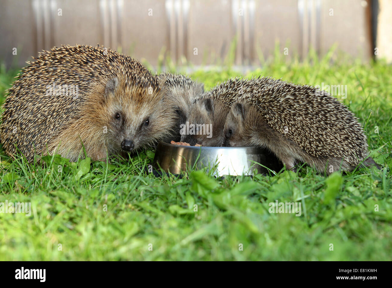 Riccio (Erinaceus europaeus), femminile e i giovani animali, 4 settimane, alimentazione dal recipiente di alimentazione nel giardino, Algovia, Bavaria Foto Stock