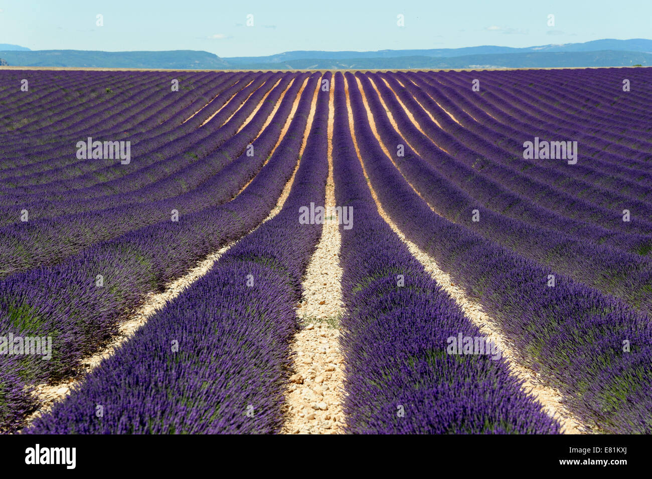 Campo di lavanda (Lavandula angustifolia), Valensole, Alpes-de-Haute-Provence, Provence-Alpes-Côte d'Azur, in Francia Foto Stock