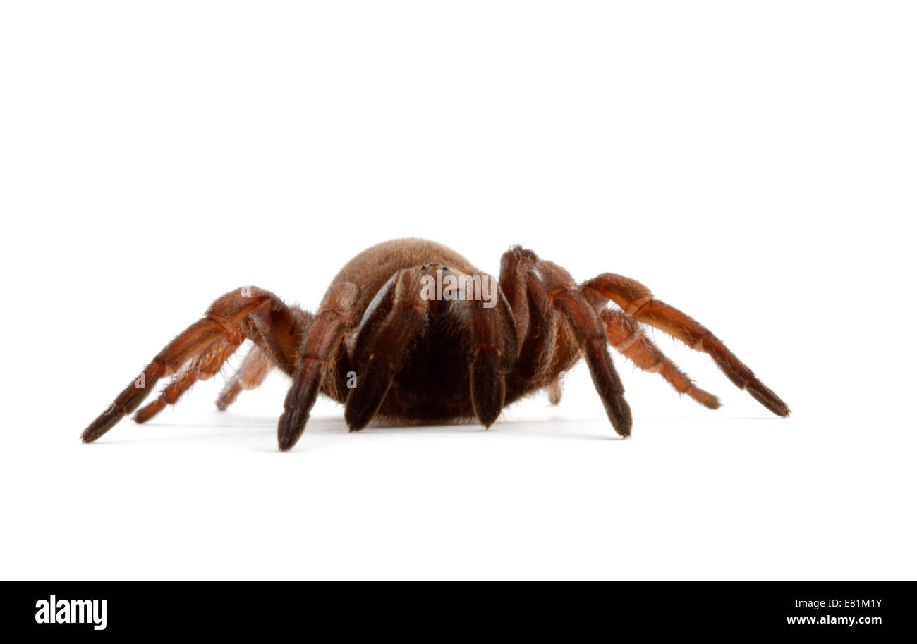 Ragno botola immagini e fotografie stock ad alta risoluzione - Alamy