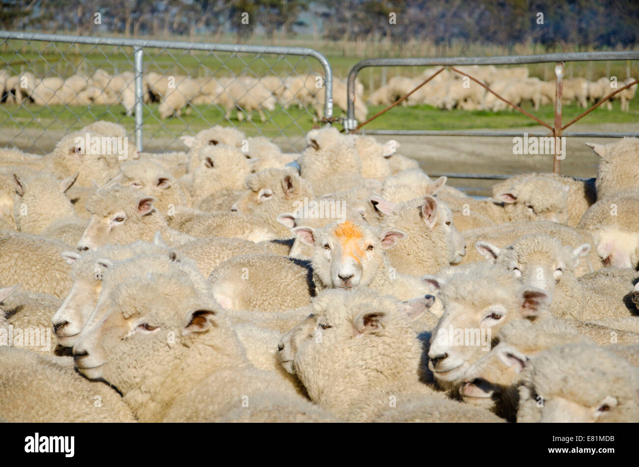 Pecore in un involucro, Gisborne Regione, Isola del nord, Nuova Zelanda Foto Stock