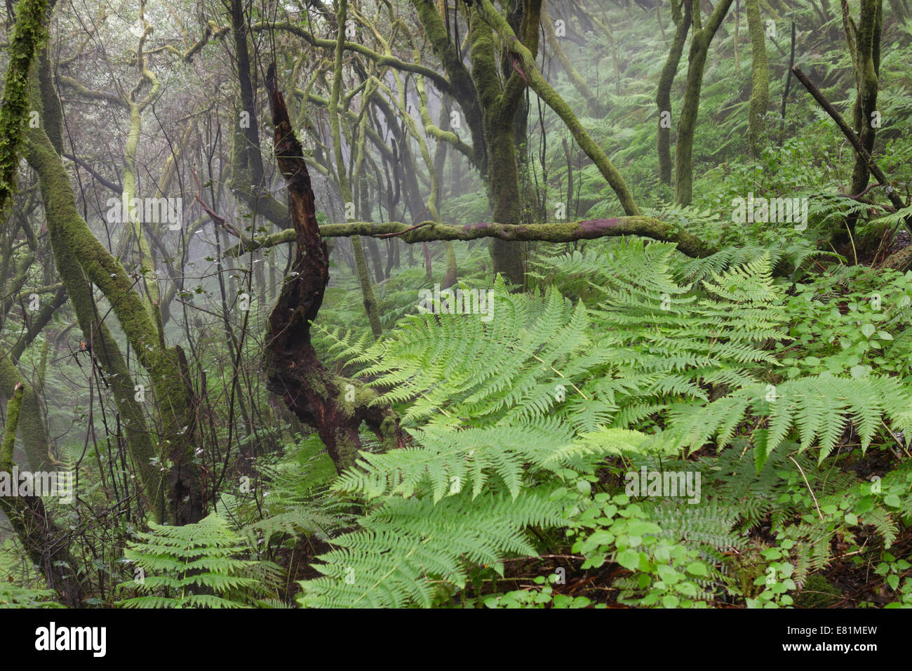 La felce che cresce in un cloud forest, Cumbre Nueva, la Palma Isole Canarie Spagna Foto Stock