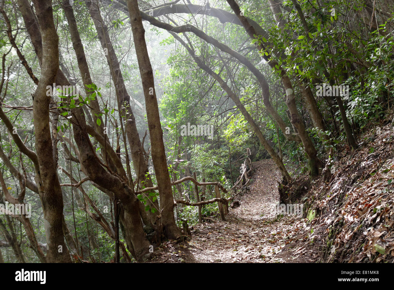 Sentiero escursionistico nella foresta laurel del Los Tilos Riserva della Biosfera, nei pressi di Los salse, la Palma Isole Canarie Spagna Foto Stock