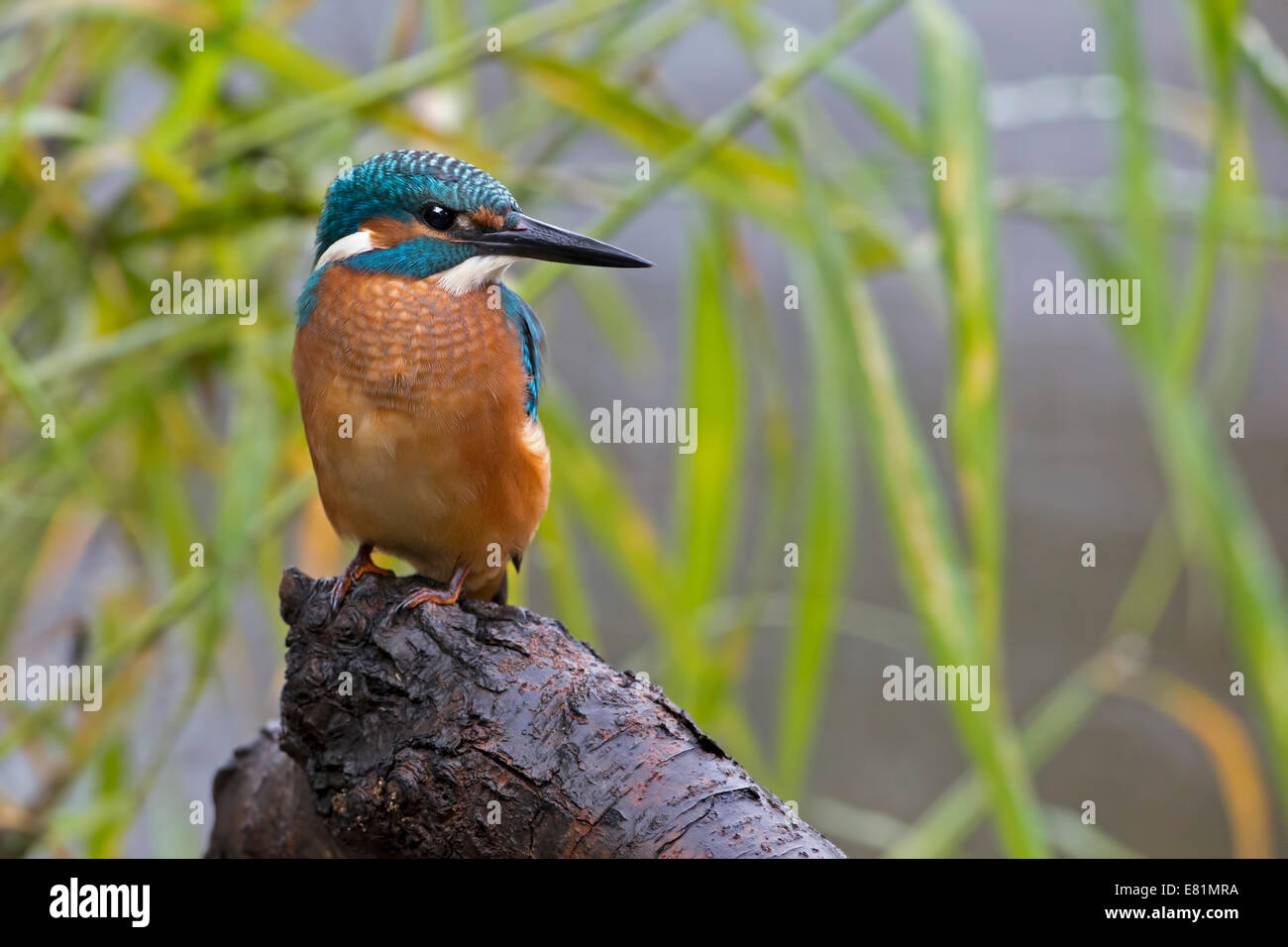 Kingfisher (Alcedo atthis), giovane bird in habitat, Medio Elba, Sassonia-Anhalt, Germania Foto Stock