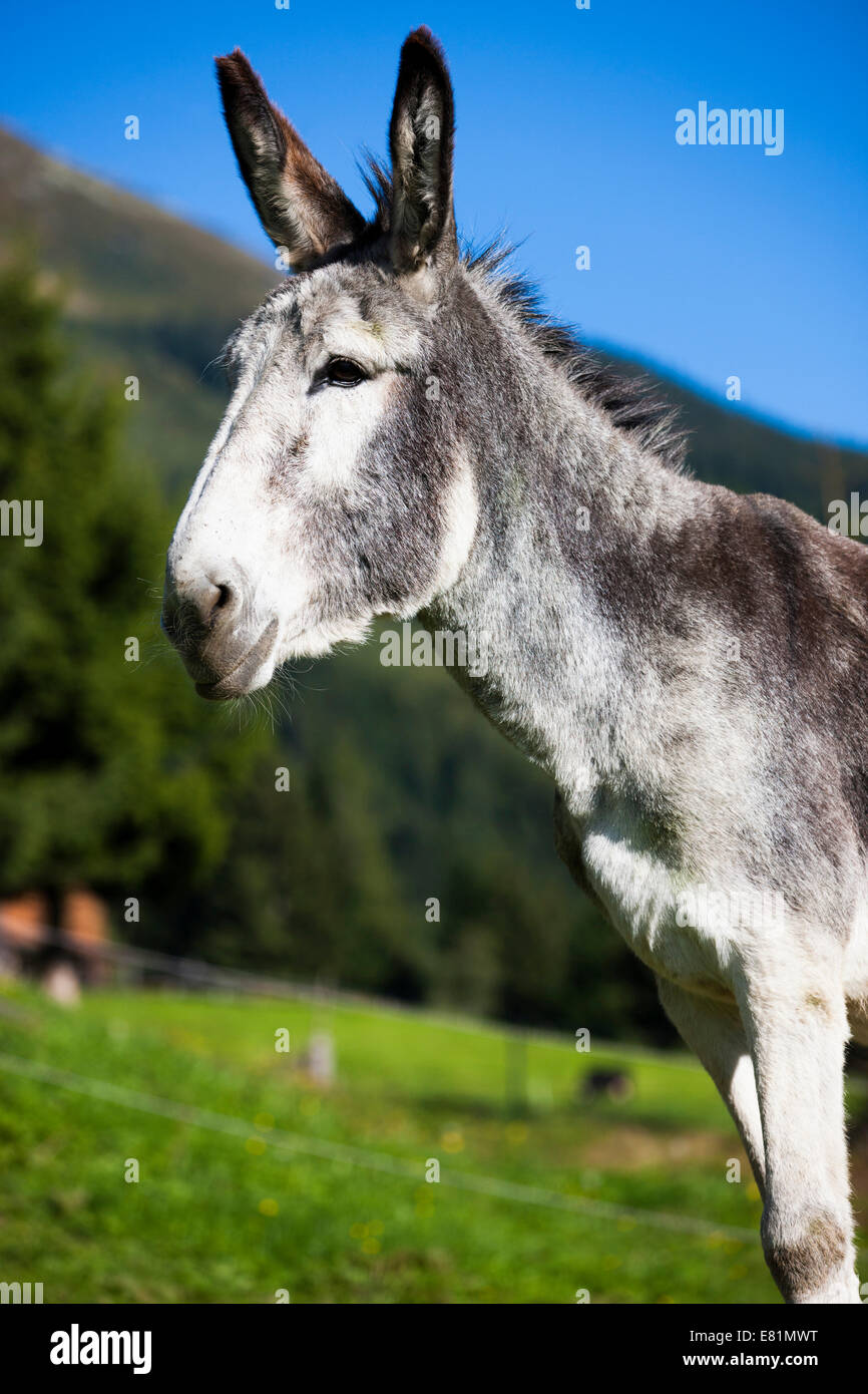 Il gigante andaluso asino incroci, Tirolo del nord, Austria Foto Stock