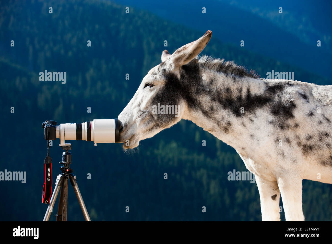 Il gigante andaluso asino incroci di sniffing di una fotocamera con un teleobiettivo, Tirolo del nord, Austria Foto Stock
