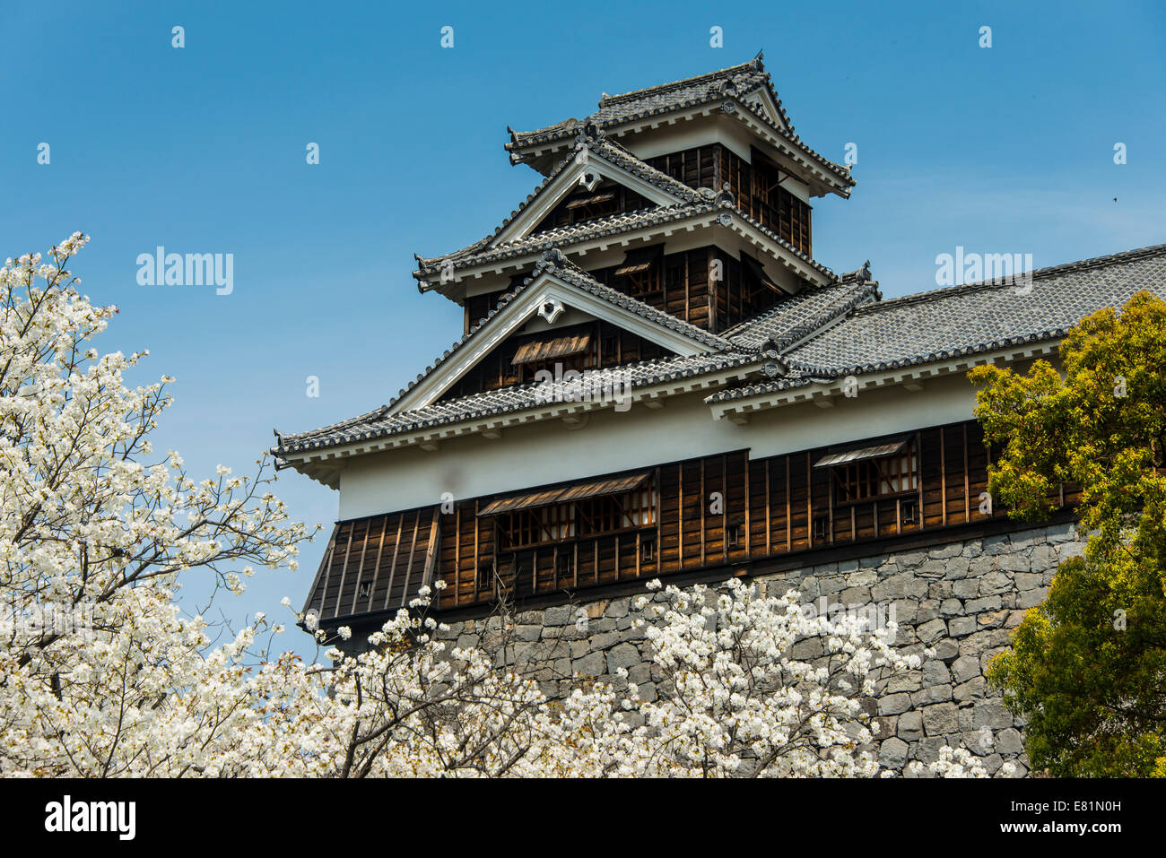 Gli alberi di ciliegio al Castello di Kumamoto, Kumamoto, Prefettura di Kumamoto, Giappone Foto Stock