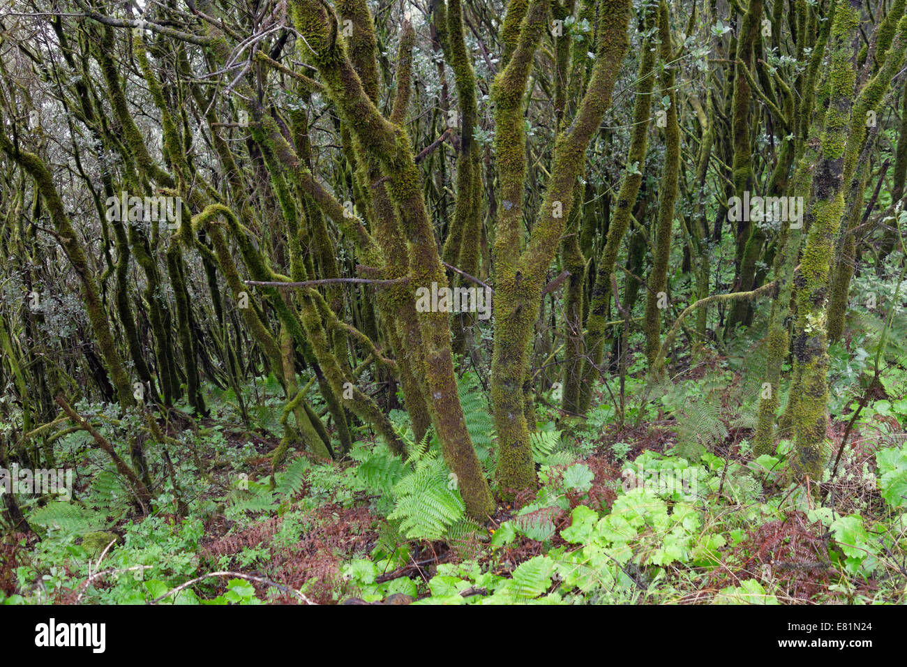 Moss coperte di tronchi di albero nella foresta nuvolosa, Cumbre Nueva, la Palma Isole Canarie Spagna Foto Stock