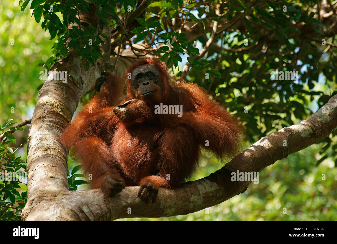 Bornean Orangutan (Pongo pygmaeus), Tanjung messa National Park, Kalimantan centrale, Borneo, Indonesia Foto Stock