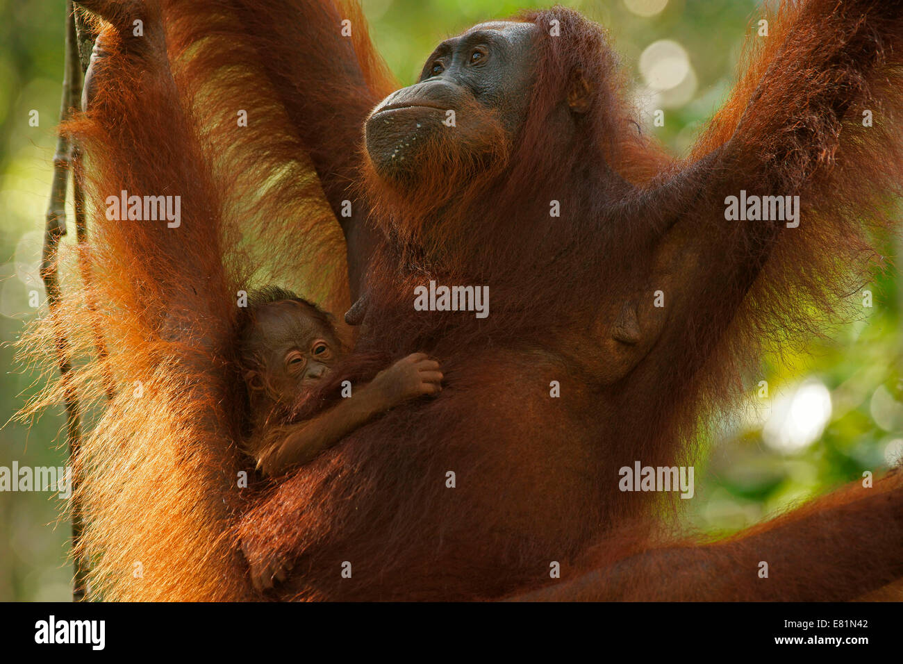Bornean orangutan (Pongo pygmaeus), femmina adulta con giovani, Tanjung messa National Park, Kalimantan centrale, Borneo Foto Stock