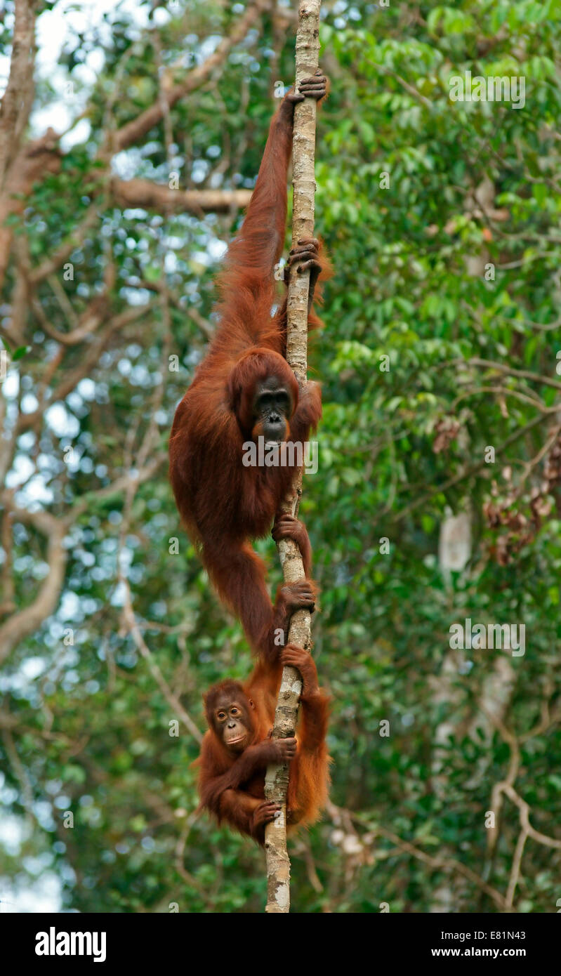 Bornean orangutan (Pongo pygmaeus), femmina adulta con giovani, Tanjung messa National Park, Kalimantan centrale, Borneo Foto Stock