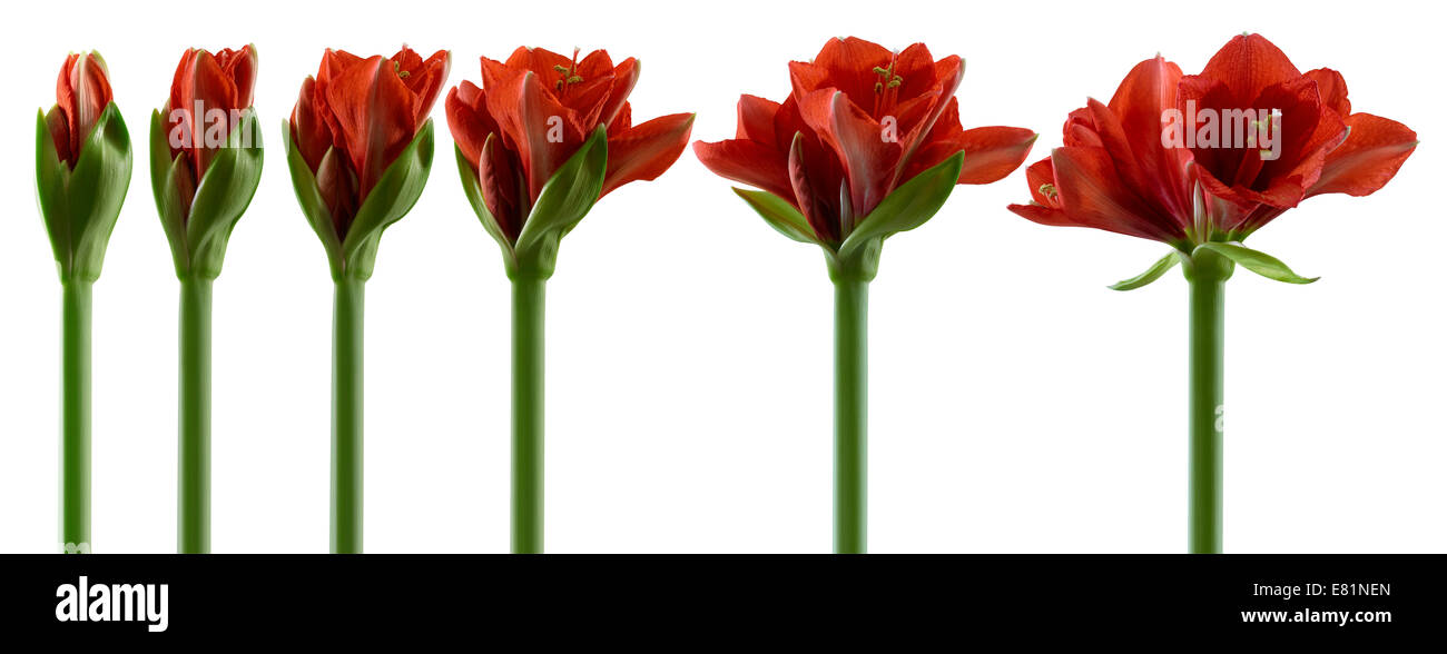 Amaryllis, fiori in vari stadi di crescita, dall'bud apertura alla fioritura Foto Stock