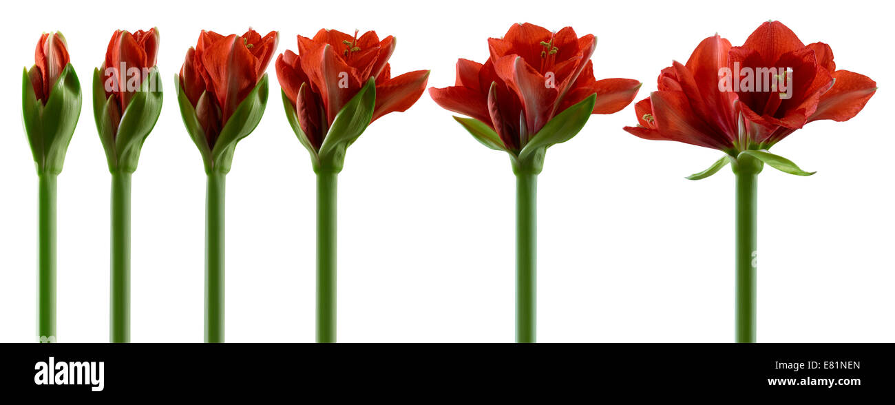 Amaryllis, fiori in vari stadi di crescita, dall'bud apertura alla