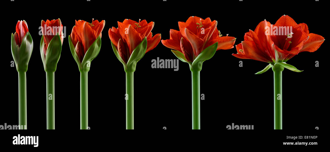 Amaryllis, fiori in diversi stadi di crescita, dall'bud apertura alla fioritura Foto Stock