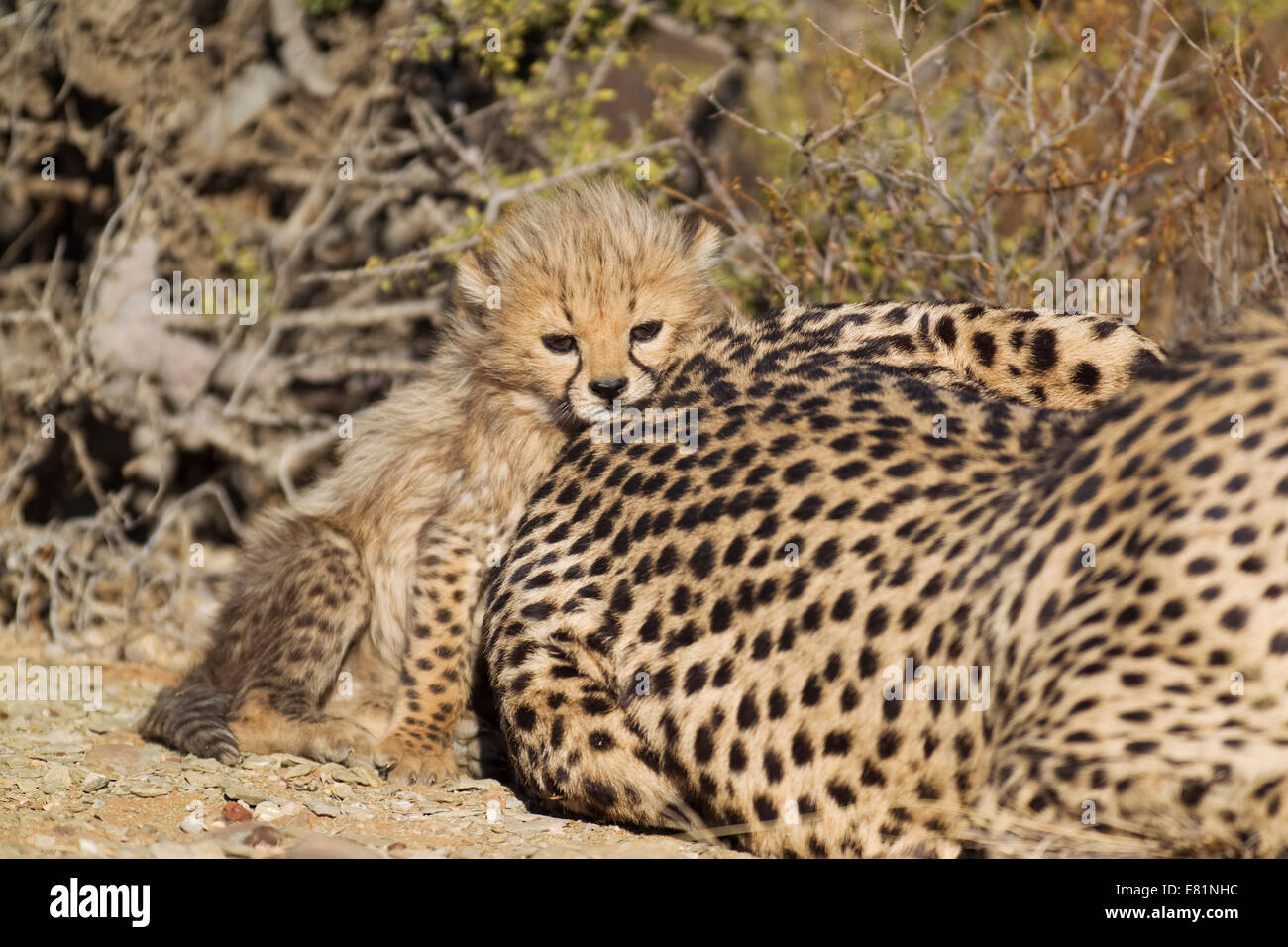 Ghepardo (Acinonyx jubatus), stanchi cucciolo maschio, 40 giorni, accanto alla madre, captive, Namibia Foto Stock