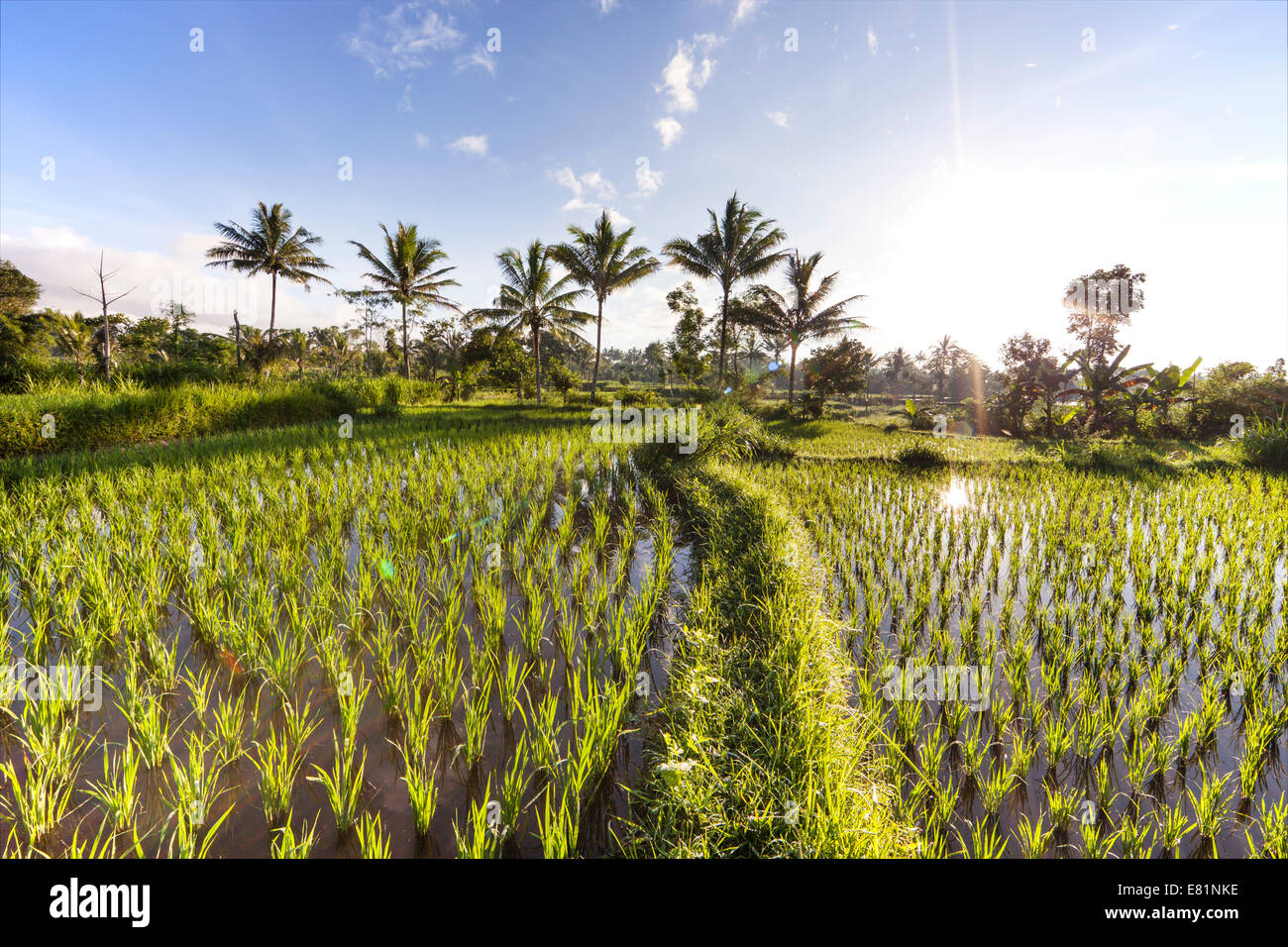 Campo di riso con palme, Terara, Isola di Lombok, Nusa Tenggara Barat Provincia, Indonesia Foto Stock