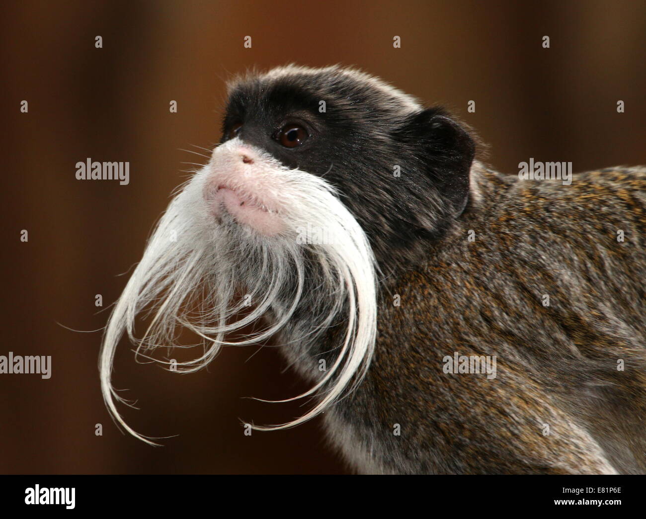 Primo piano della testa di un Imperatore tamarin monkey (Saguinus imperator) a.k.a. Brockway monkey, nativo per il Brasile, la Bolivia e il Perù. Foto Stock