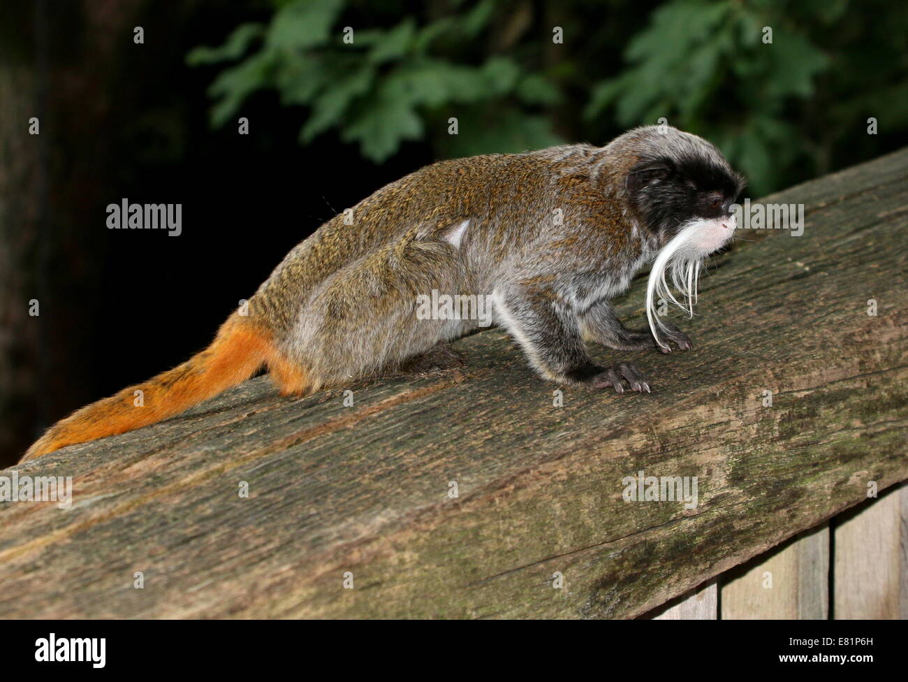 L'imperatore tamarin (Saguinus imperator) aka Brockway monkey, nativo per il Brasile, la Bolivia e il Perù. Free-roaming a Apenheul Primate Zoo Foto Stock