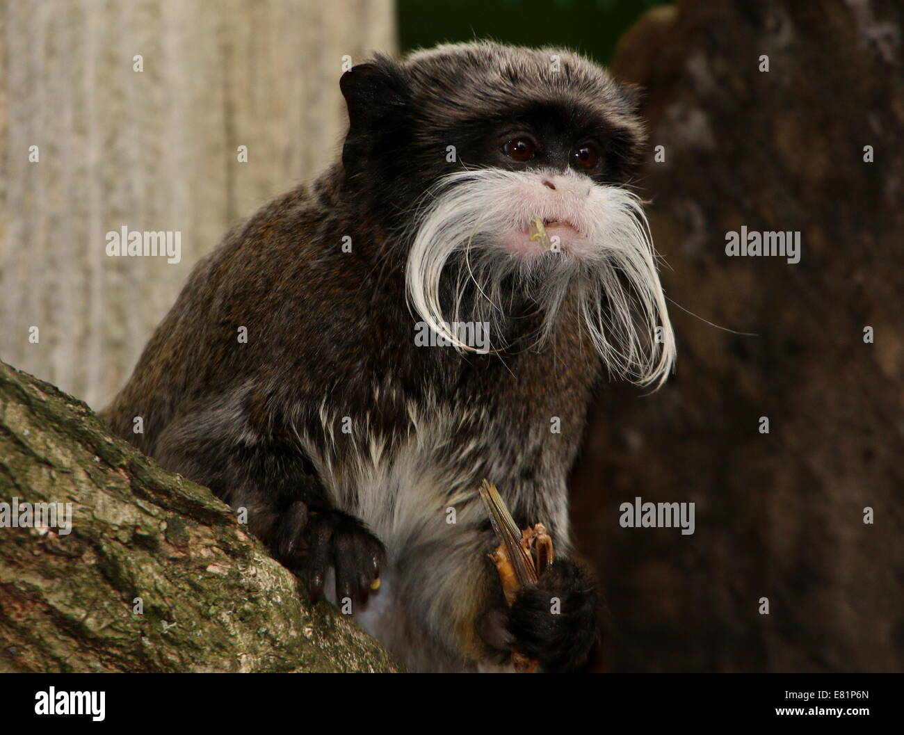 Close-up dell'Imperatore moustached tamarin monkey (Saguinus imperator) a.k.a. Brockway monkey mangiare una cavalletta snack Foto Stock