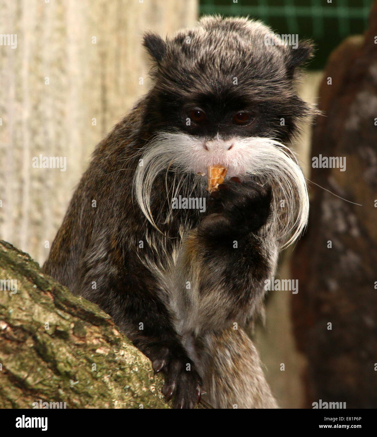 Moustached Emperor tamarin monkey (Saguinus imperator) a.k.a. Brockway monkey munching su un grasshopper snack (captive, zoo) Foto Stock