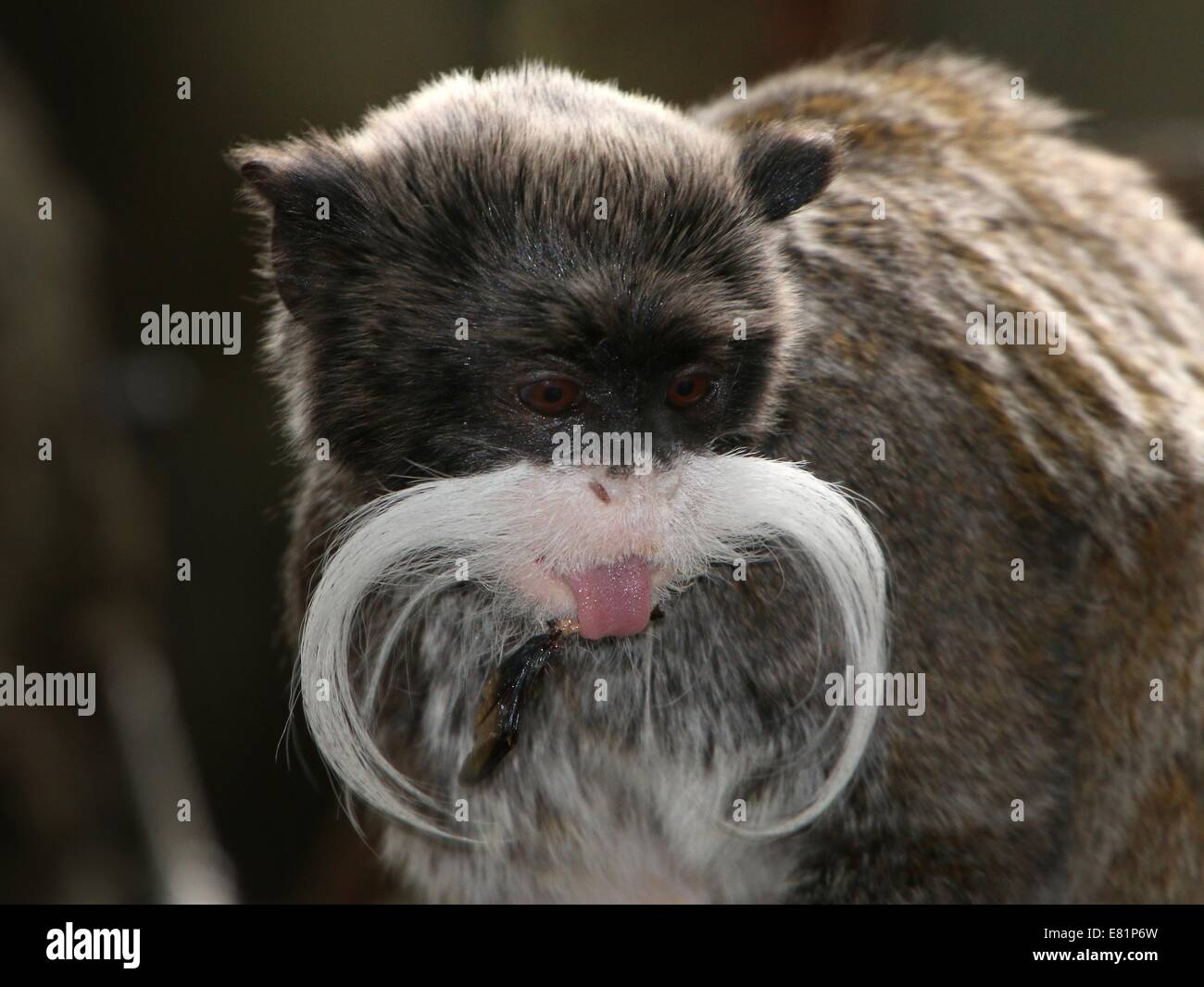 Close-up dell'Imperatore moustached tamarin monkey (Saguinus imperator) attaccare fuori la sua lingua Foto Stock
