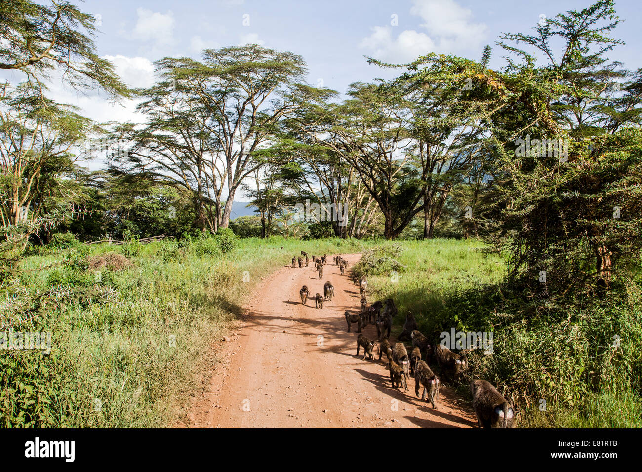 Babbuino oliva (papio anubis) allevamento a piedi su un percorso tra alberi d'acacia. Fotografato in Kenya Foto Stock