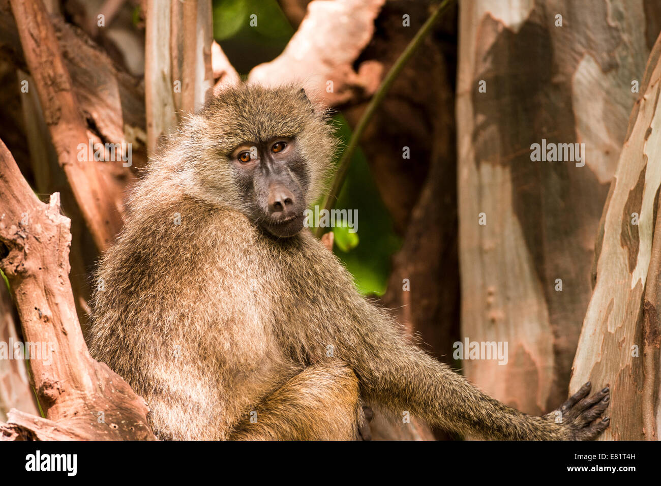 Close-up verticale di un babbuino Oliva (papio anubis). Fotografato in Kenya Foto Stock