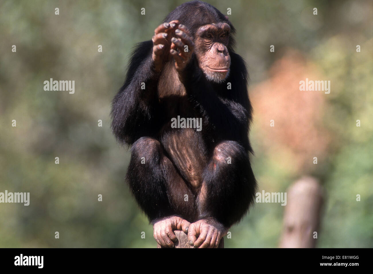 Closeup ritratto di uno scimpanzé (Pan troglodytes) in cattività in uno zoo Foto Stock