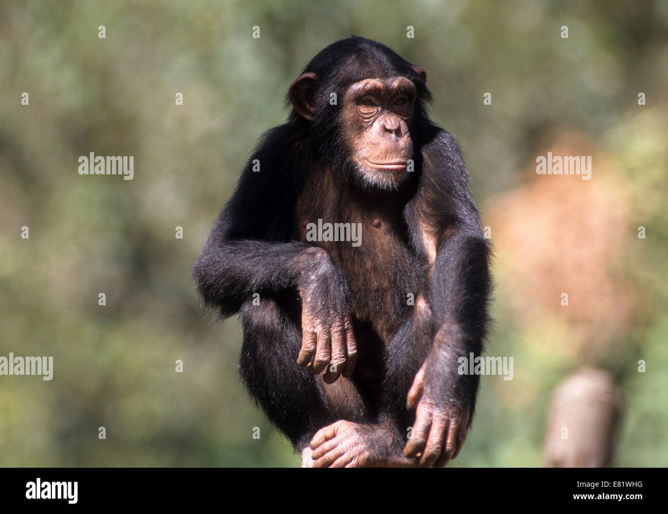 Closeup ritratto di uno scimpanzé (Pan troglodytes) in cattività in uno zoo Foto Stock