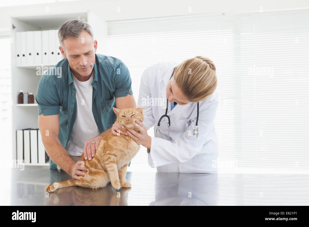 Vet dando un gatto un check up Foto Stock