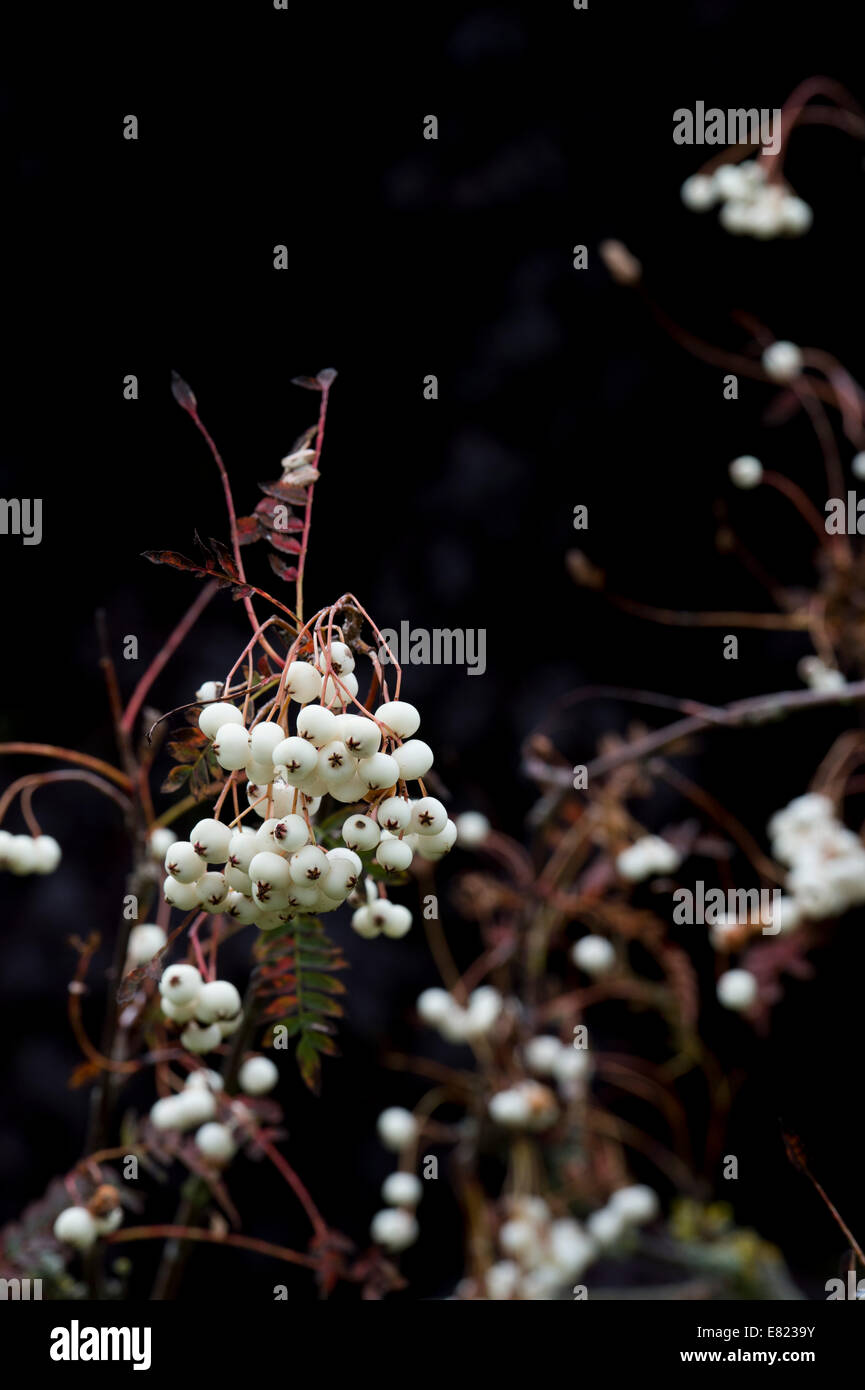 Sorbus koehneana bacche. Bianco cinese fruttate Rowan. Koehne cenere di montagna berry contro uno sfondo scuro Foto Stock