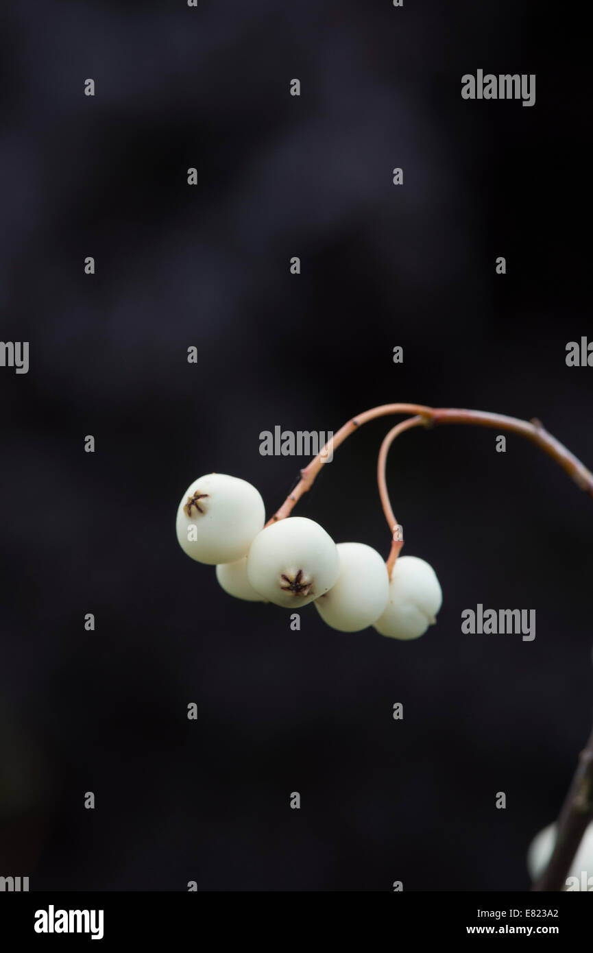 Sorbus koehneana bacche. Bianco cinese fruttate Rowan. Koehne cenere di montagna berry contro uno sfondo scuro Foto Stock