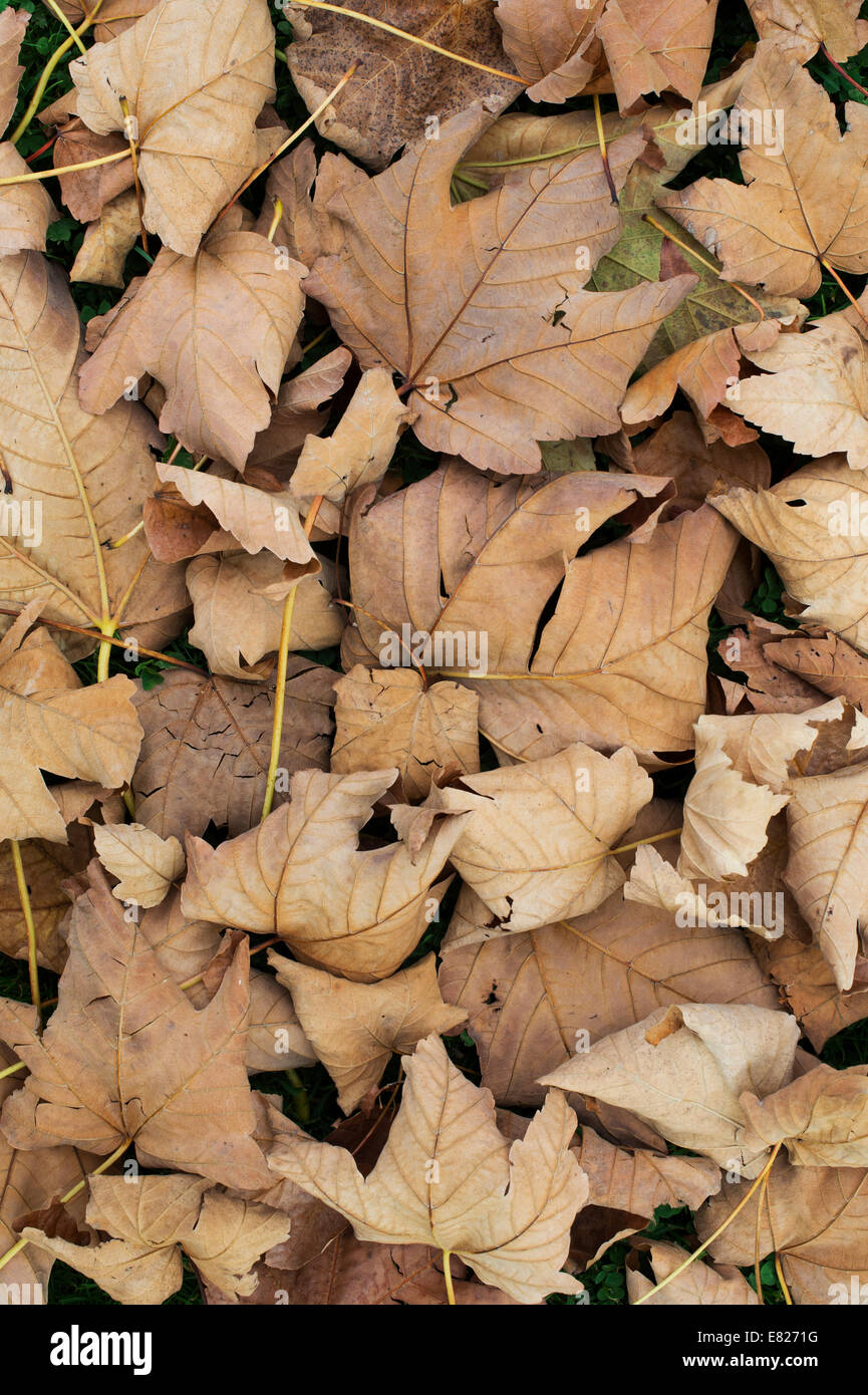 Acer Velutinum. Il velluto Maple / persiano di foglie di acero in autunno sul terreno Foto Stock